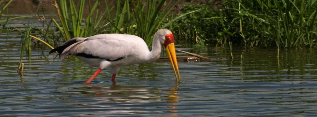 A pelican spotted in Kizimbi swamp in Lake Mburo National Park