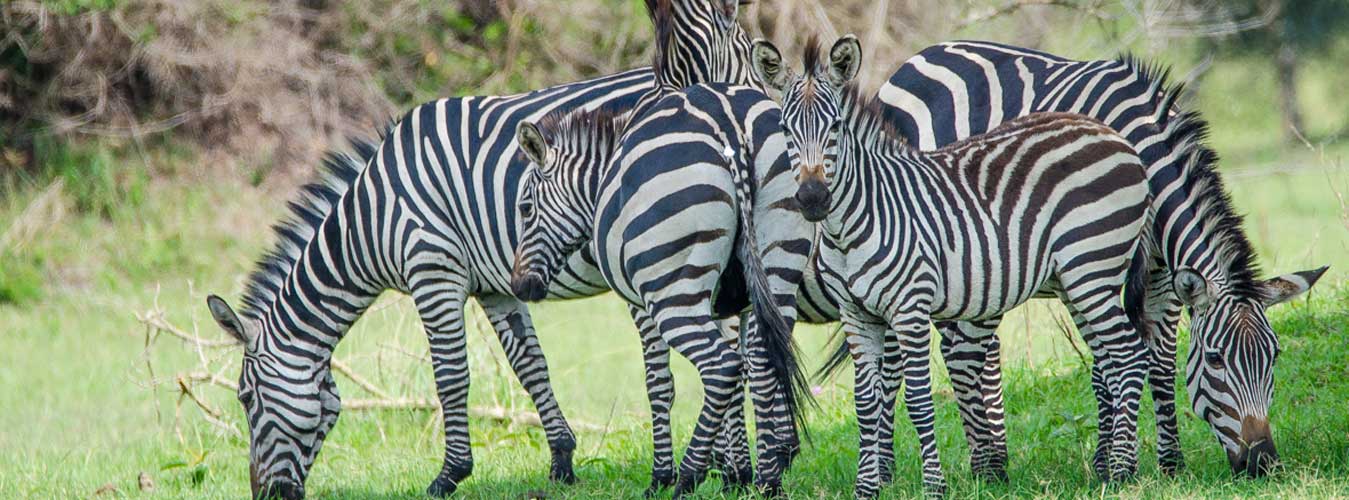 History of Lake Mburo National Park, Lake Mburo National Park Uganda