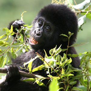 gorilla tracking