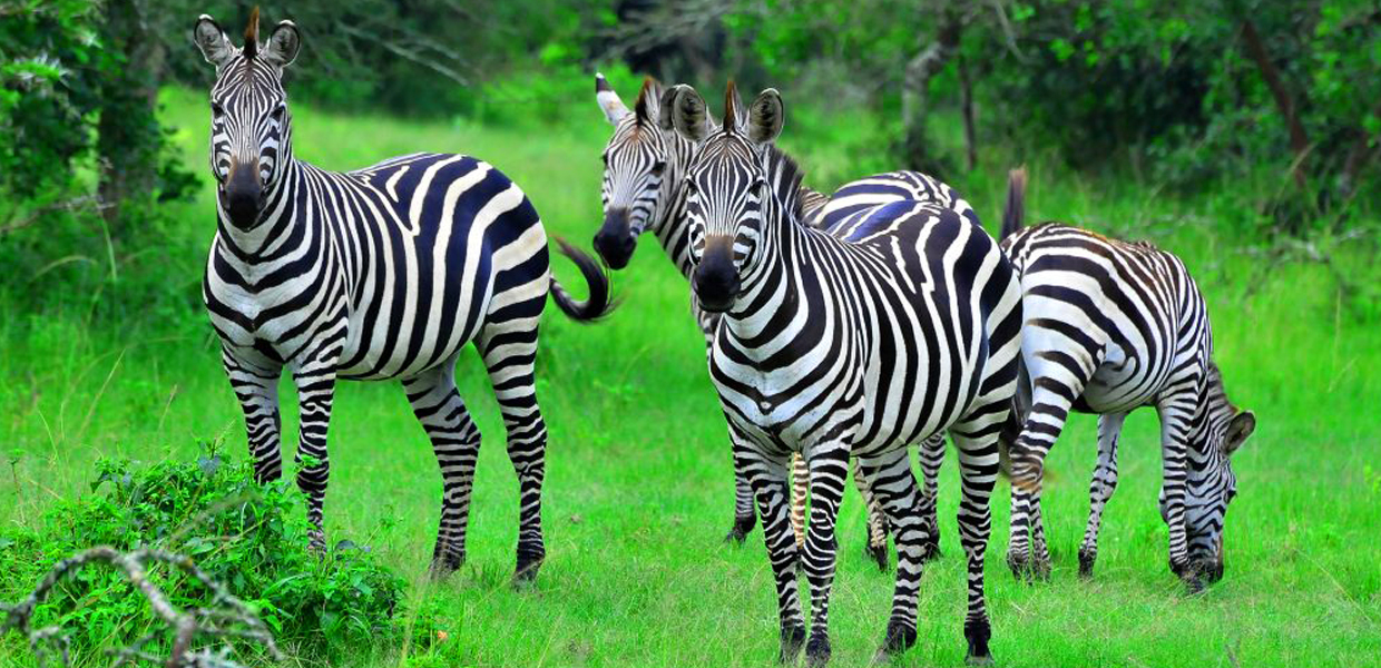 Zebras, The Land Mark Of Lake Mburo National Park