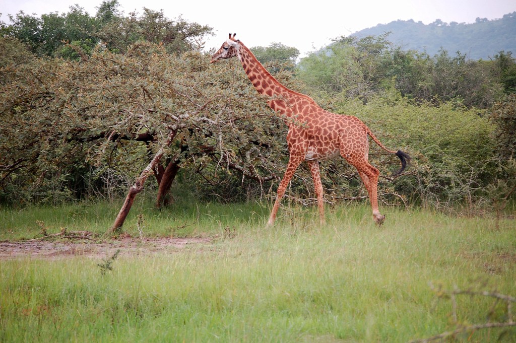 An adult Rothschild's giraffe in Lake Mburo National Park, part of Lake Mburo giraffe translocation