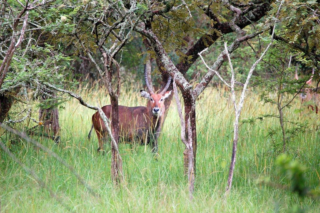 Lake Mburo Mammals, Mammals of Lake Mburo National Park Uganda