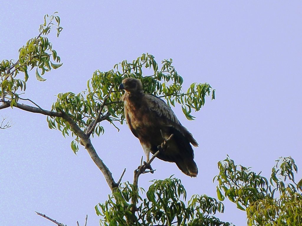 birds_of_rubanga_forest