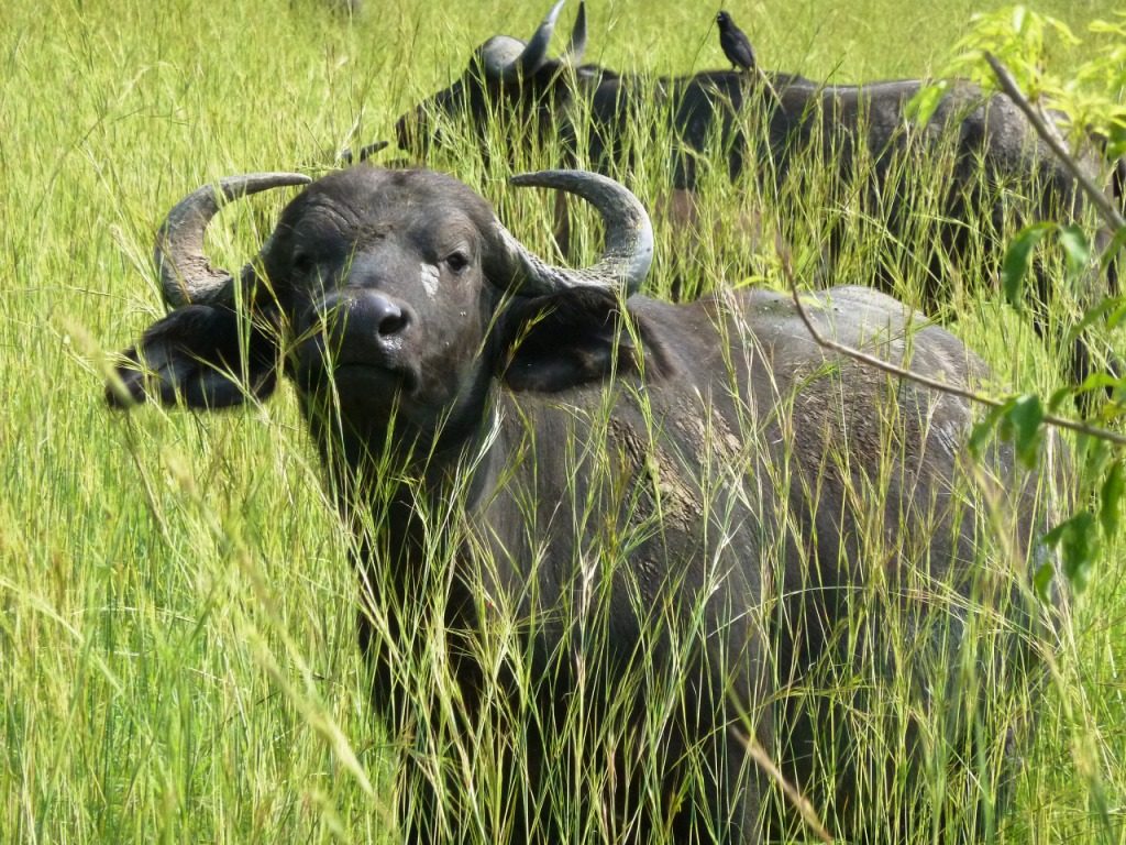 Visit Lake Mburo National Park, Lake Mburo National Park Uganda