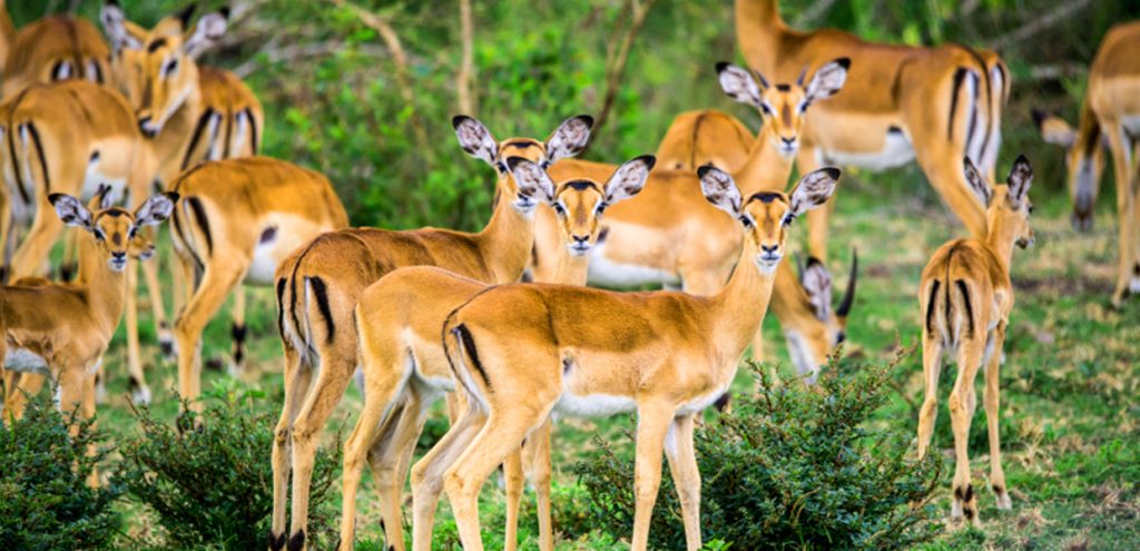 Impalas in Lake Mburo National Park, Uganda