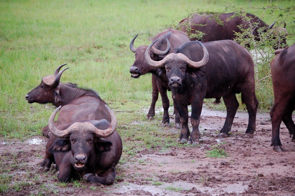 Buffaloes in Lake Mburo National Park, part of what to experience on a 3-day Lake Mburo wildlife safari