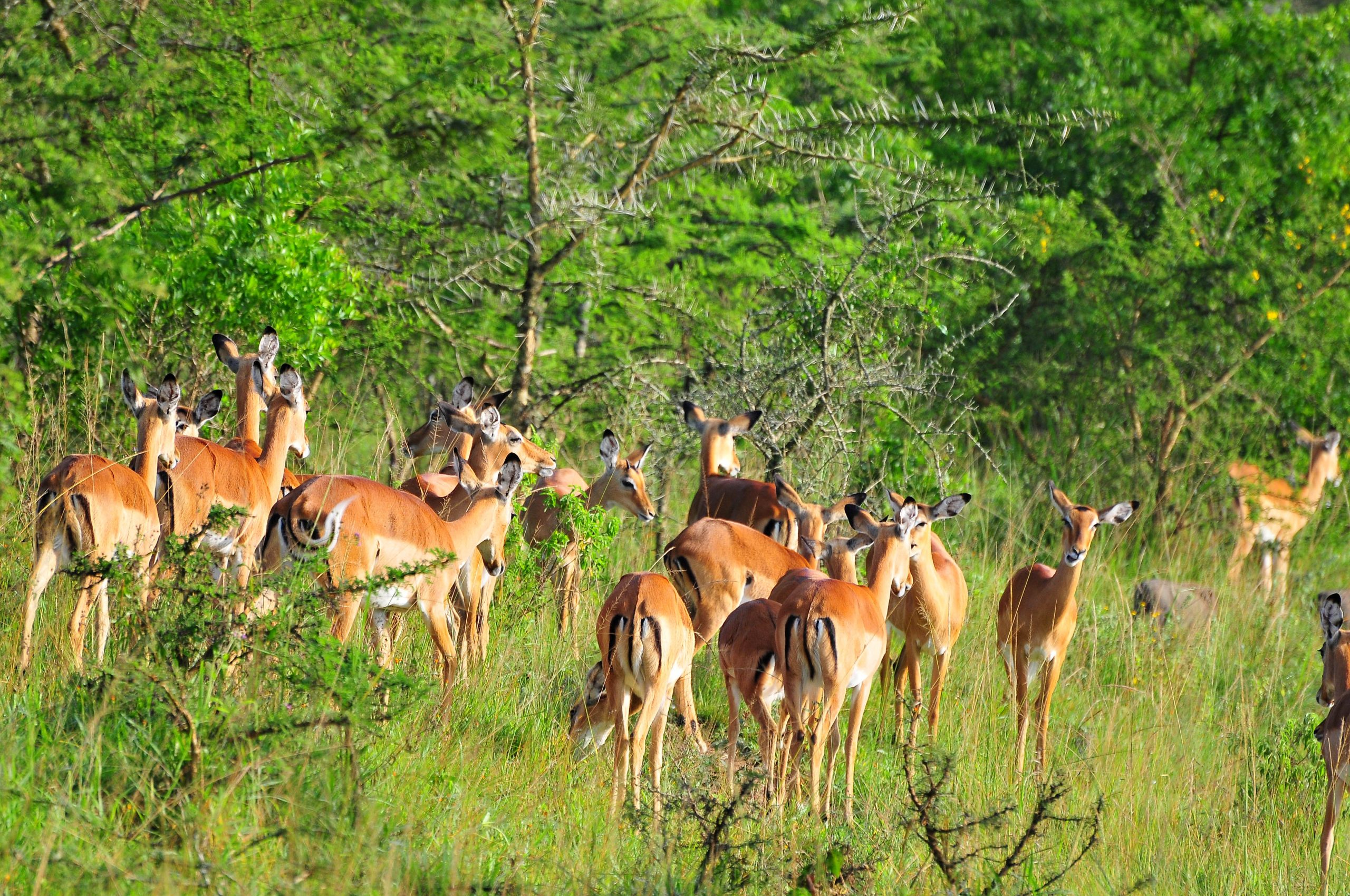 Antelopes in Lake Mburo National Park