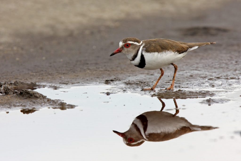 Some of the bird species to be spotted in Mazinga Swamp in Lake Mburo National Park