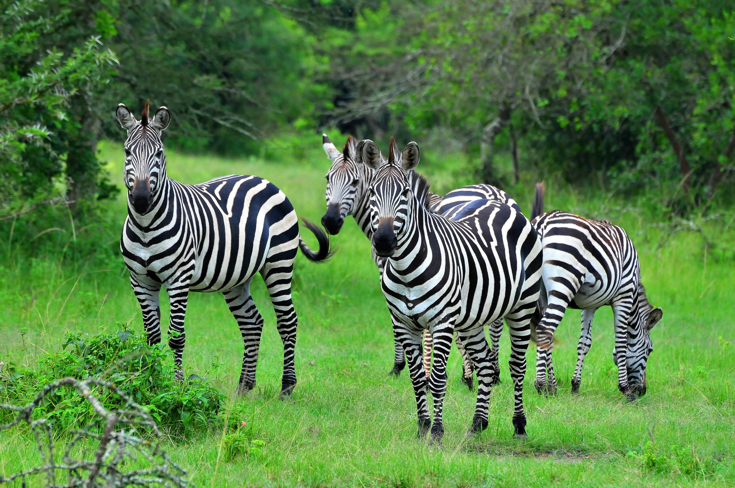 zebras in savanna