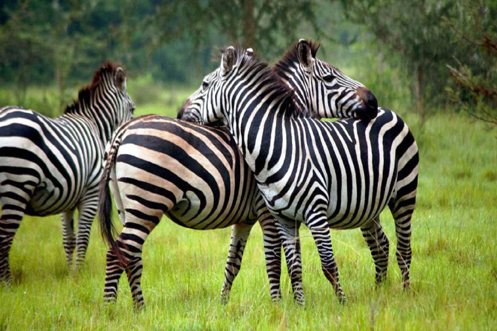 zebras in lake mburo national park