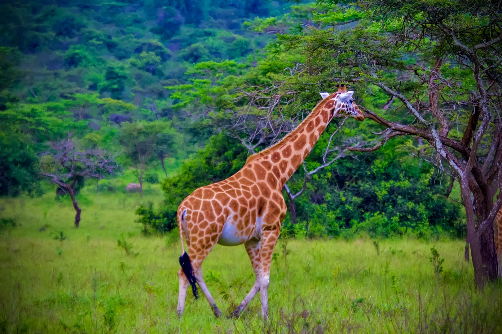 An adult Rothschild's giraffe in Lake Mburo National Park