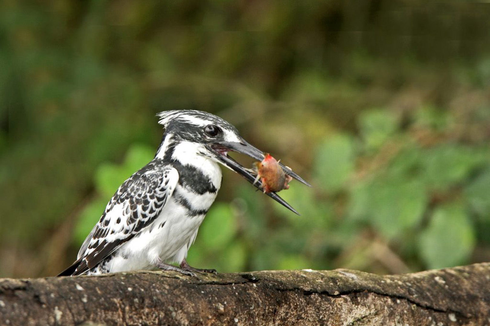 Bird watching in Lake Mburo National Park,