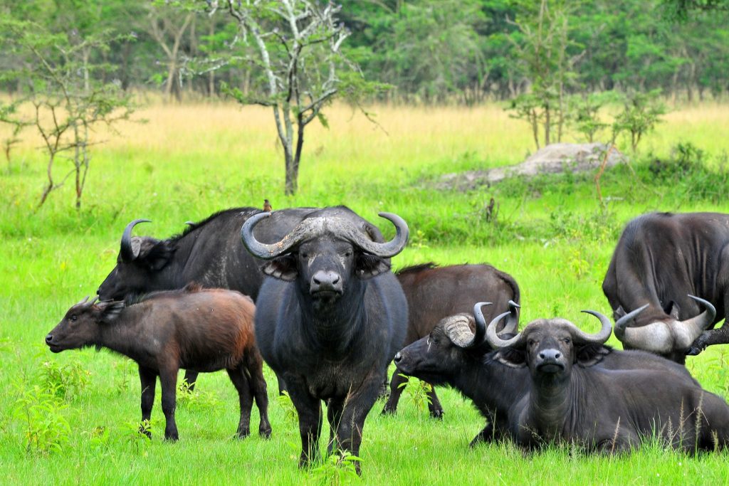 Buffaloes in Lake Mburo National Park, one of Uganda national parks