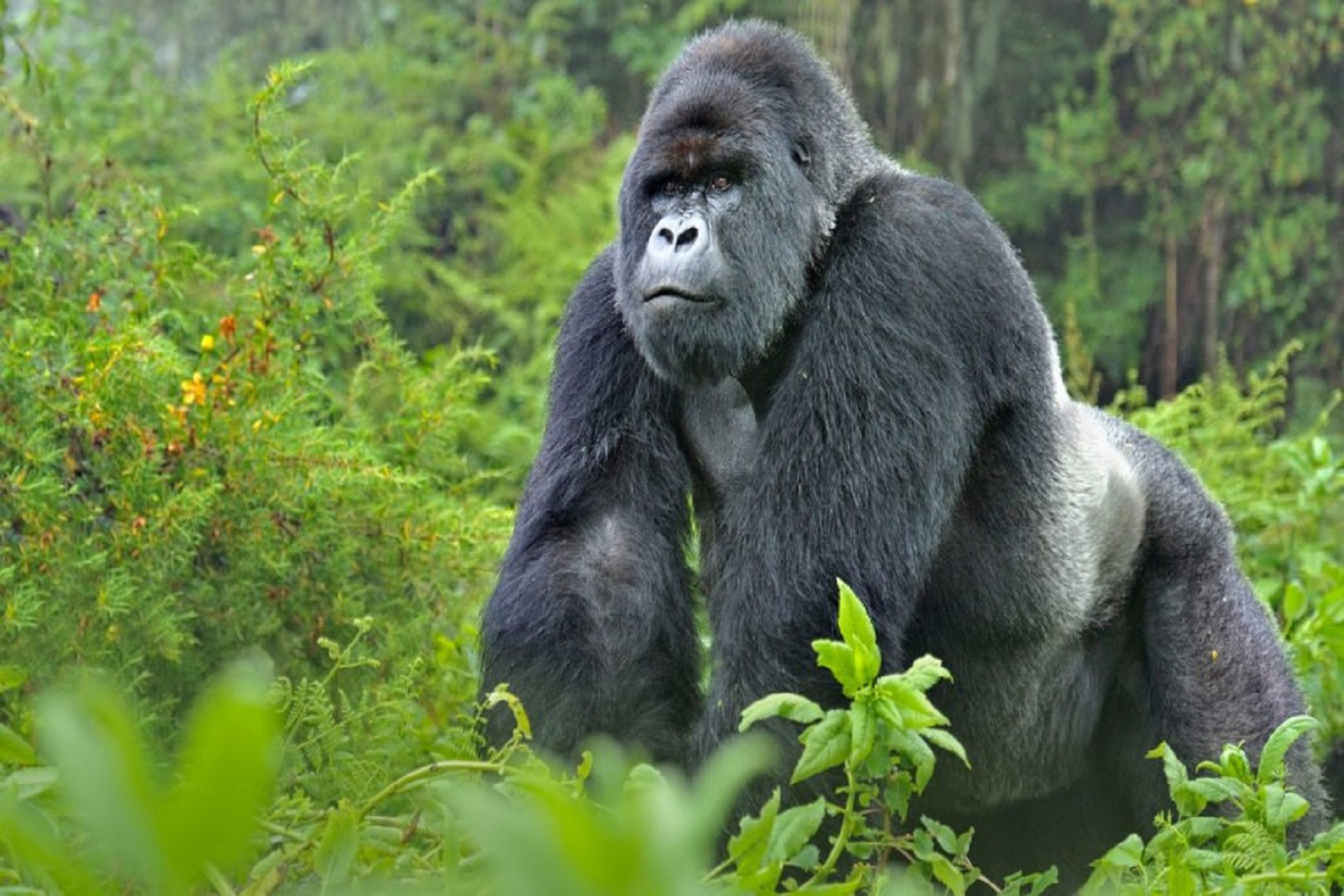 A giant male silverback mountain gorilla, part of your gorilla trekking safari