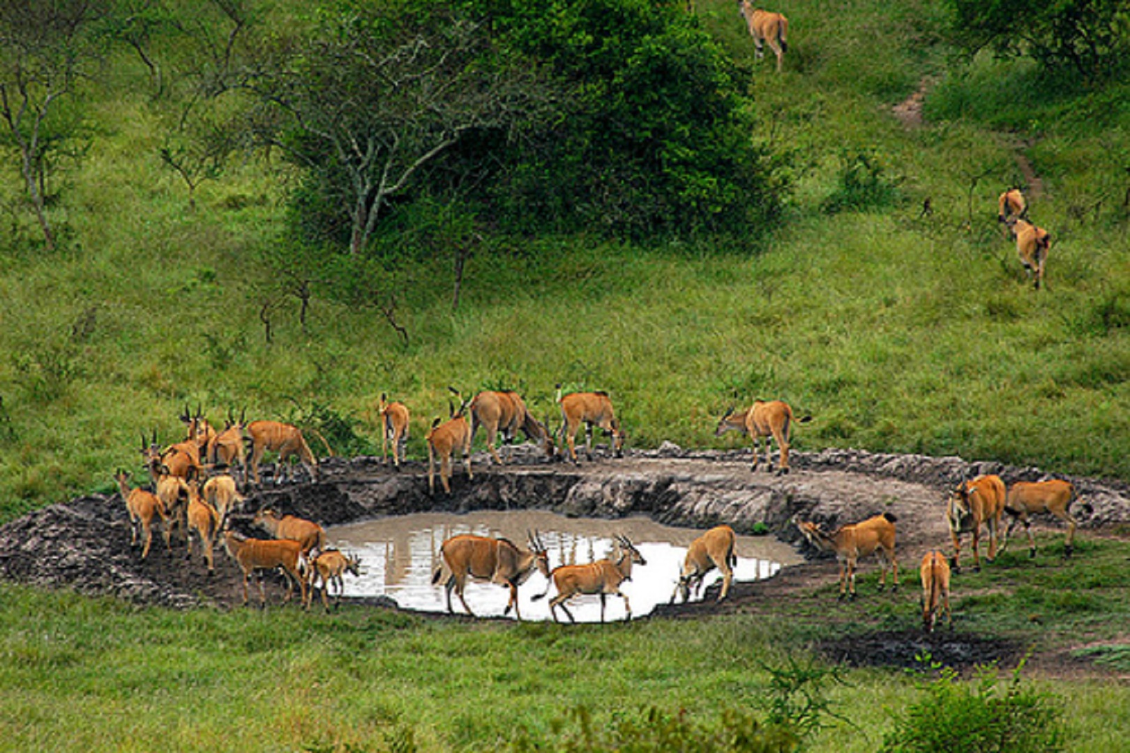 A number of antelopes as seen at one of the salt-licking areas in Lake Mburo National Park.