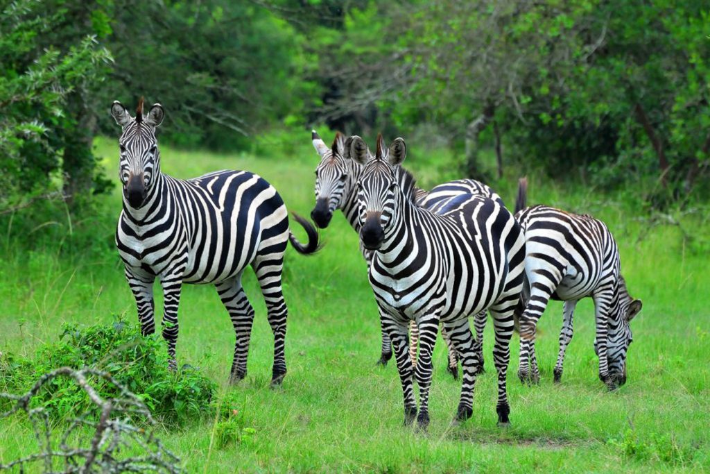 zebra in lake mburo