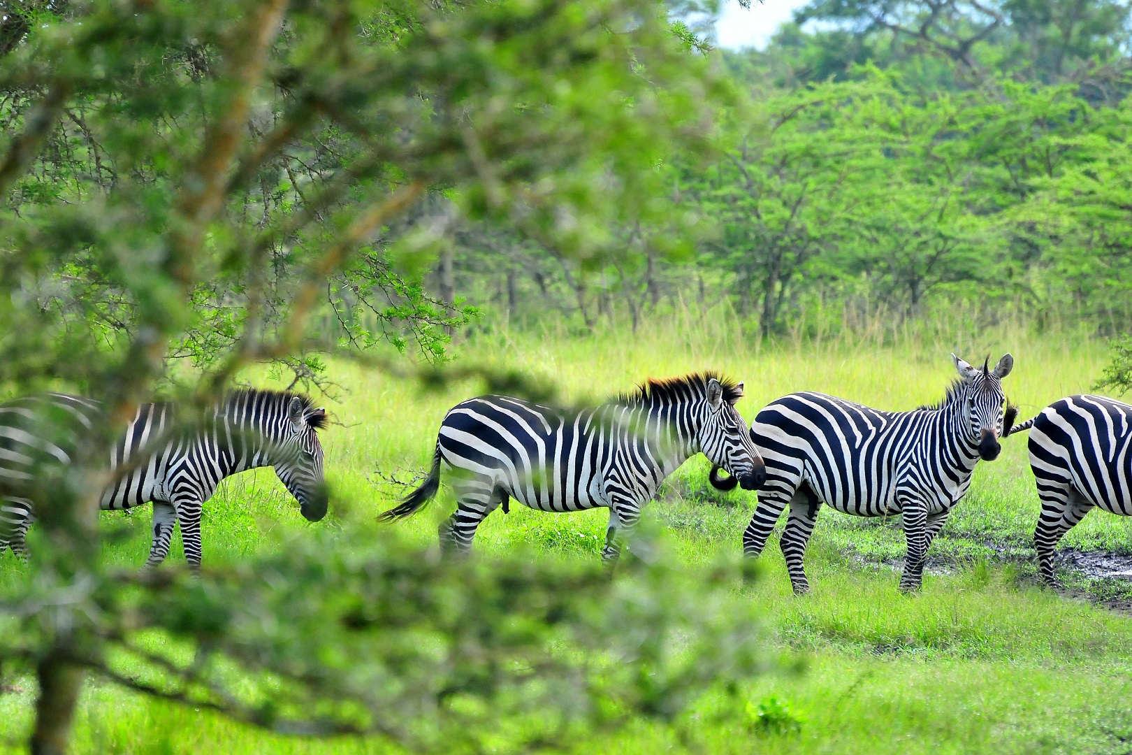 15 Days wildlife Uganda safari, gorilla & chimpanzee trekking tour 