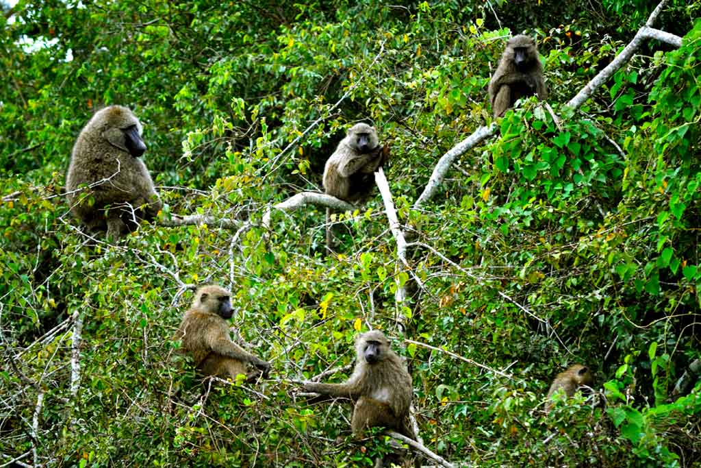 baboon-sighting-in-lake-mburo