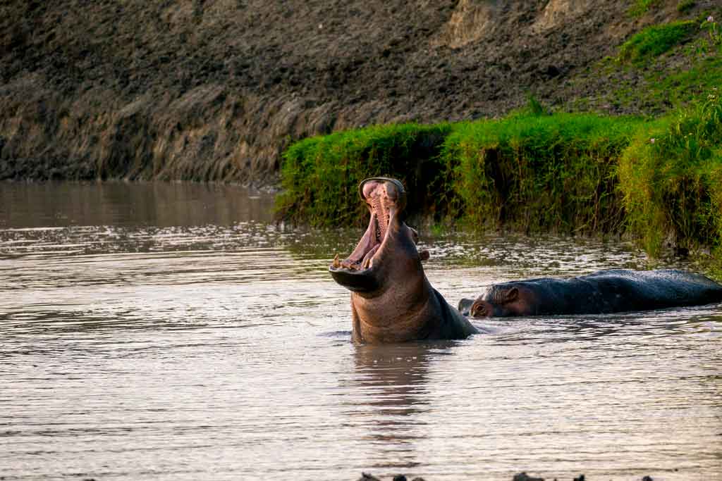 hippo-pool-in-lake-mburo