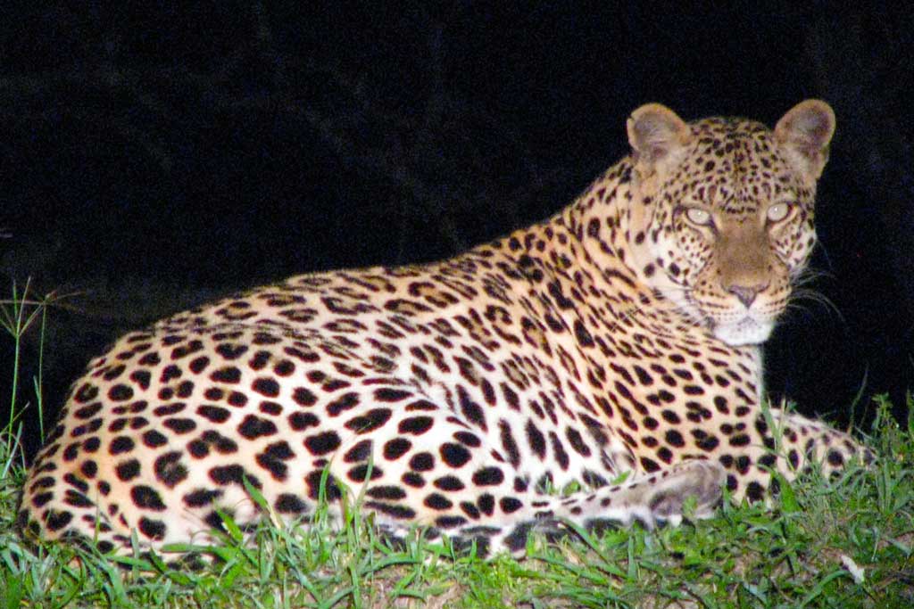 Spot Leopards during a night game drive in Lake Mburo National Park