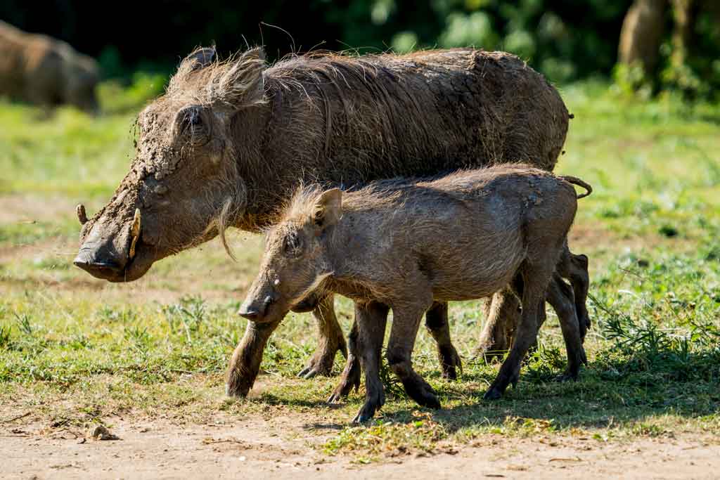 warthogs-in-lake-mburo