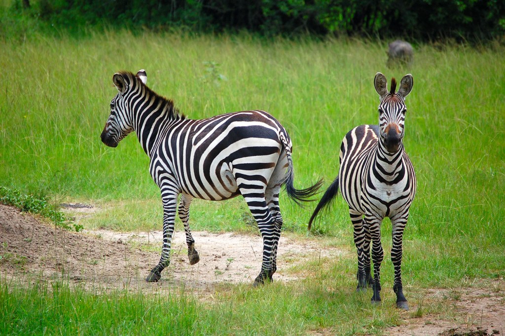 Zebra track Lake Mburo