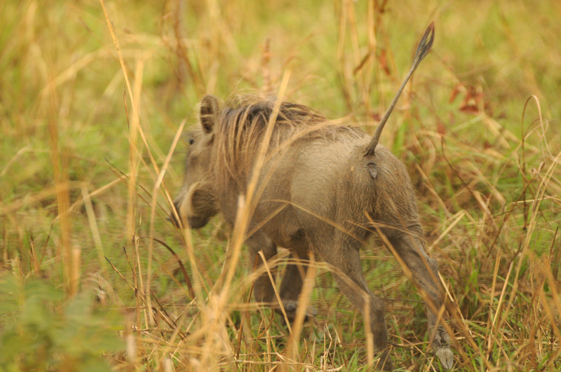 warthogs in Lake Mburo